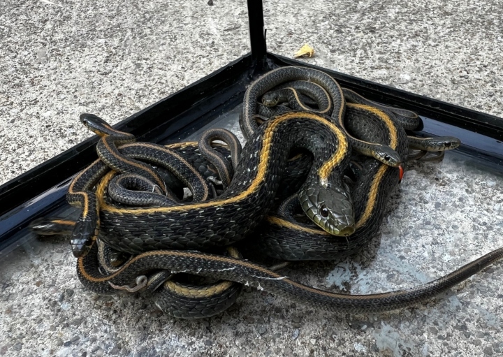 Santa Cruz Garter Snakes